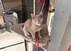 Wunderschöne BKH Mix Kitten 