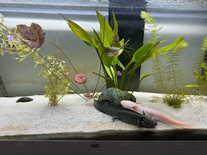 3 Axolotl -- Juwel 240l Komplettset Aquarium