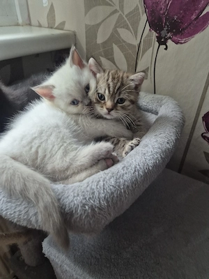 Bkh kitten