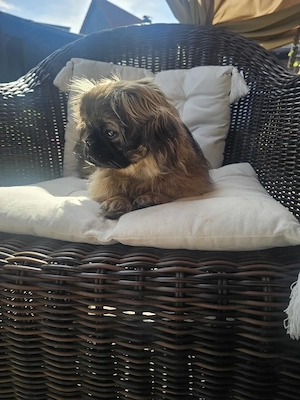Pekinese welpe Leo 