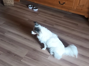 9 Monate alter Pomeranian (Zwergspitz chiwawa) aus gesundheitlichen Gründen zu verkaufen