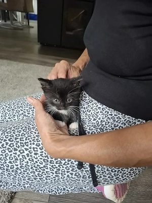 Kitten Kater Milo