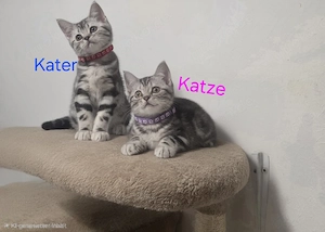 Zuckersüße BkH Whishkas Tabby Bärchen 