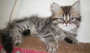  Reinrassige Perserkitten, Perserkätzchen, Perserbaby Perserkatzen, .
