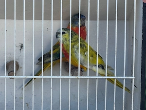 Glanzsittiche 
