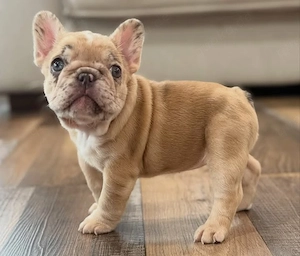 Französische Bulldoggen Welpen..491590 8005096