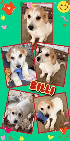 wunderschöner kleiner Welpenjunge "Billi" sucht ein liebevolles Zuhause