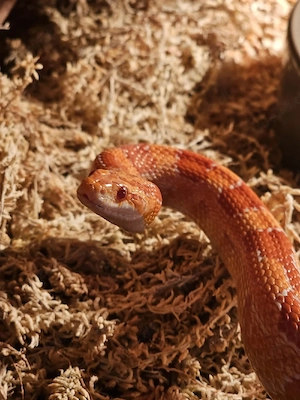 Kornnatter "Hydra" (ca. 1,20 m) inkl. OSB-Terrarium & Komplettzubehör