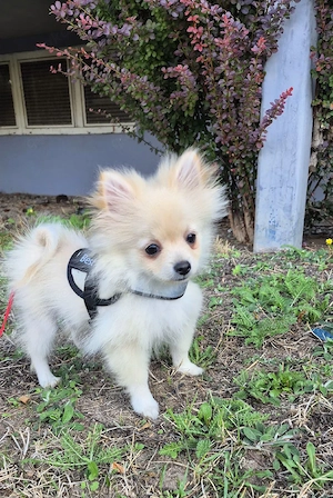 Pomeranian hund männliche