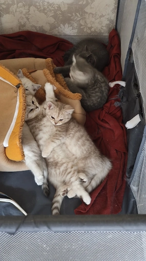 Wunderschöne, verschmuste BKH-Mix Kitten suchen ein liebevolles Zuhause