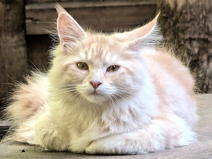 Maine Coon Kätzchen KaterKitten mit XXL Genen dreifarbig  