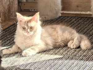 Maine Coon Tabby Kater Kitten mit XXL Genen  