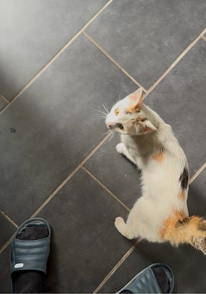 Katze abzugeben 
