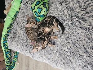 Bengal Geschwister 