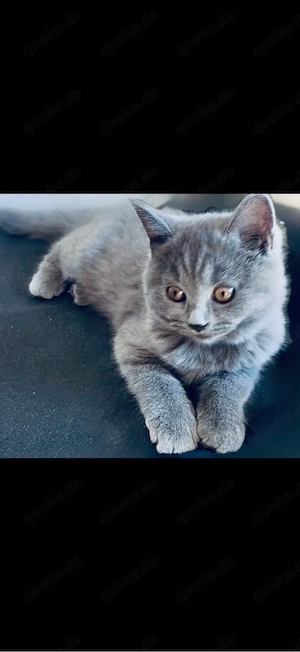 Babykatzen. bkh Kitten Katzenbaby blue(grau)