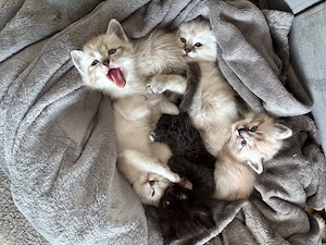 Baby katze 