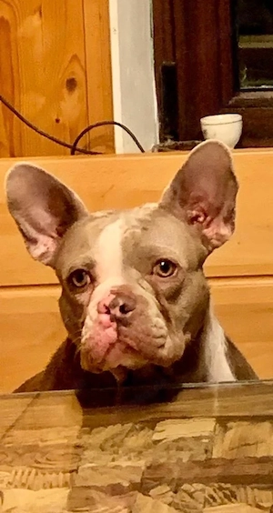 französische bulldogge 