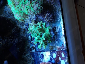 Hydnopora Pickelkoralle 