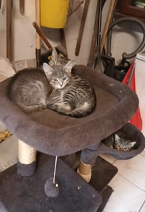 Katzen Babys 