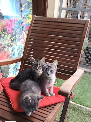 Britische kurzhar Babys 