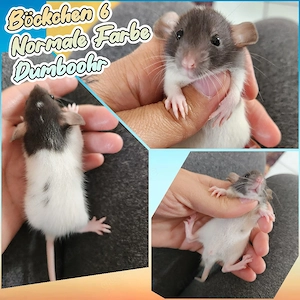 Traumhafte Ratten Babys es dürfen noch ein paar Jungs ausziehen 