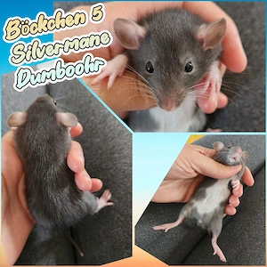 Noch ein paar zuckersüße Ratten Babys dürfen reserviert werden 