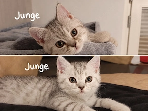BKH-KITTEN british Kurzhaar