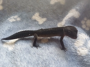 Leopardgecko Black Night