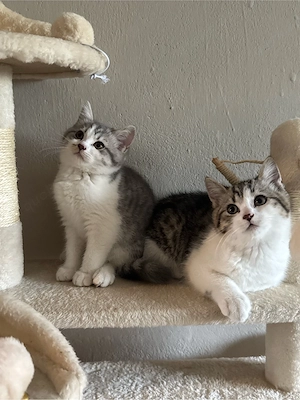 BKH Kitten abzugeben 