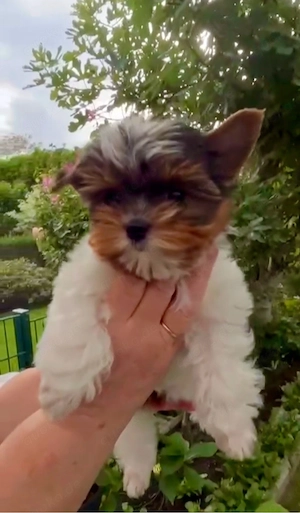 Biewer Yorkshire Terrier 