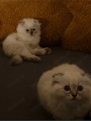Süße Katzenbabys   1 Kater und 1 Katze