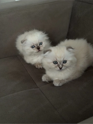 Süße Katzenbabys   1 Kater und 1 Katze