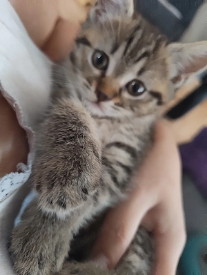 BKH Persermix Kitten