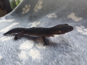 Leopardgecko Black night 