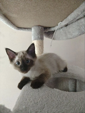 Siam Birma Katze u. Kater Kitten 