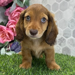 Mein Baby Ryder ist 16 Wochen alt; ich gebe sie zur Adoption frei.