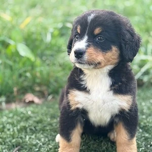 entzückender Berner Sennenhund