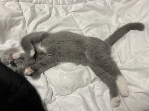 BKH Kitten zum abgeben bereit 