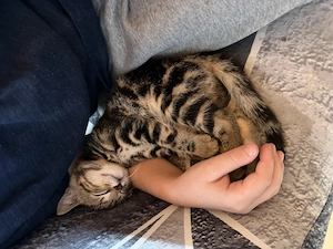 Süßer kleiner Kater 