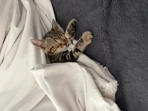 Süßer kleiner Kater  Bild 3