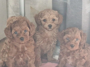 Maltipoo Welpen weiblich und männlich 