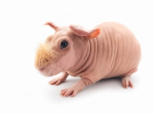 Skinny Pig Meerschweinchen