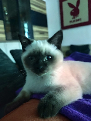 BKH-Katze in der Farbe Blue Point (mit weißen Abzeichen) Abgabe bereit. 