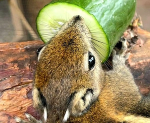 Chinesische Baumstreifenhörnchen 