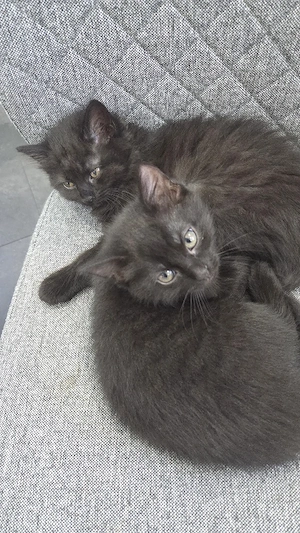 Hallo ich verkaufe meine bkh gemischt babykatzen