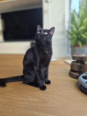 Schwarzer Kater aus Schwachhausen