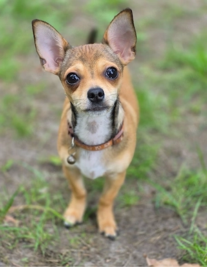 Chihuahua Welpe