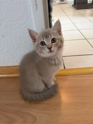 Bkh kitten