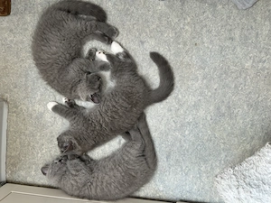 BKH Kitten zum abgeben bereit 