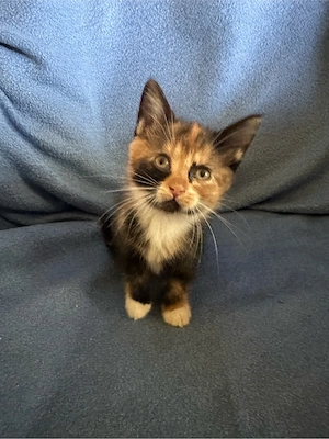 Kitten weiblich